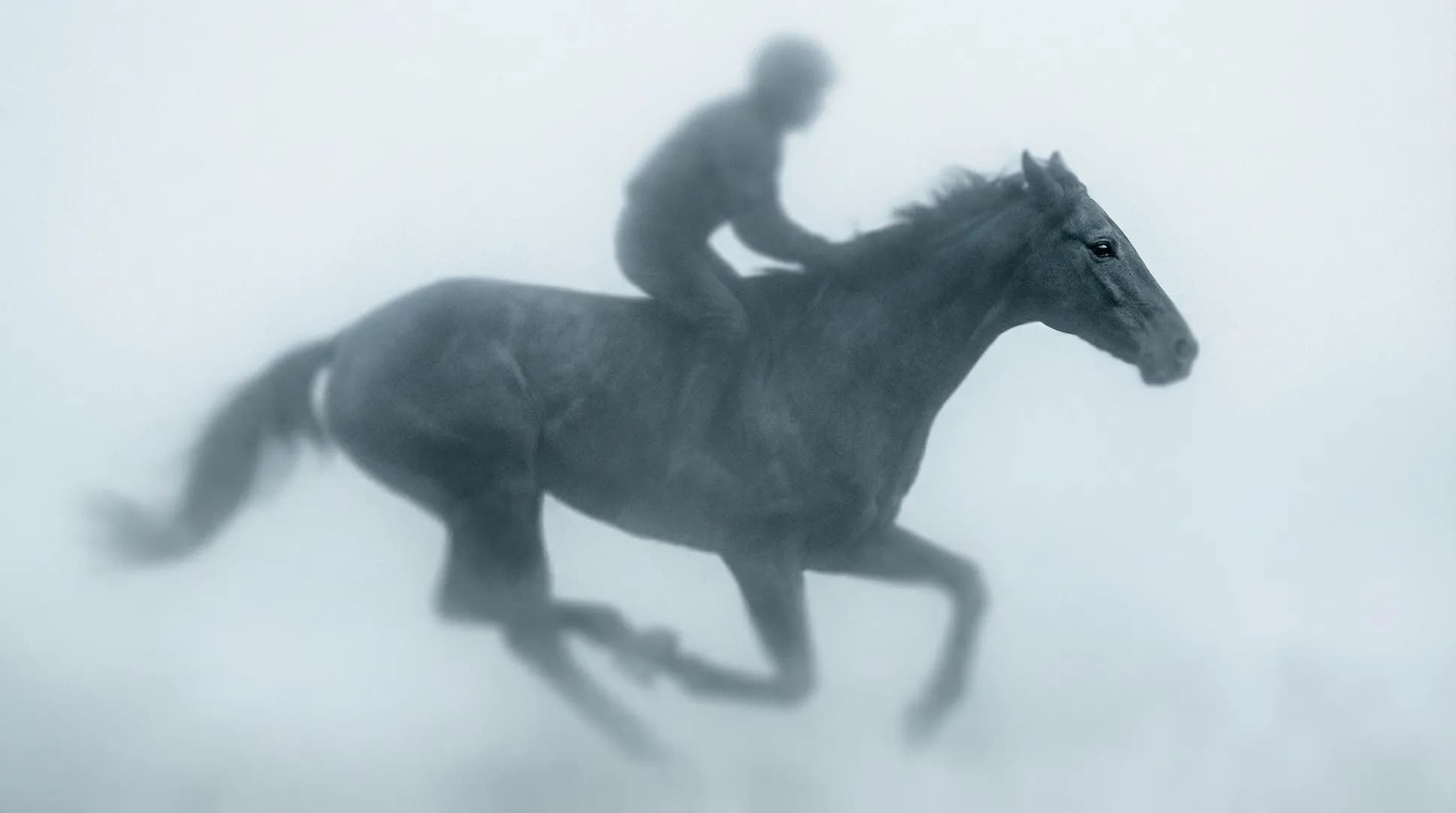 The horse in motion in a foggy environment